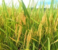 Zʳa(chn)I(y)(bo)桿Ї(gu)룺ʮ塻Zʳa(chn)I(y)ΰȫcЧĻʯZʳa(chn)I(y)(bo)-ʮ(zhn)Ҏ(gu)-(zhn)Ҏ(gu)